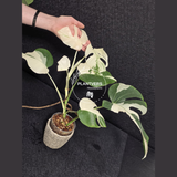 Variegated Monstera Albo - Rare Collector White Monstera Albo Borsigiana - EXACT Plant - US Seller