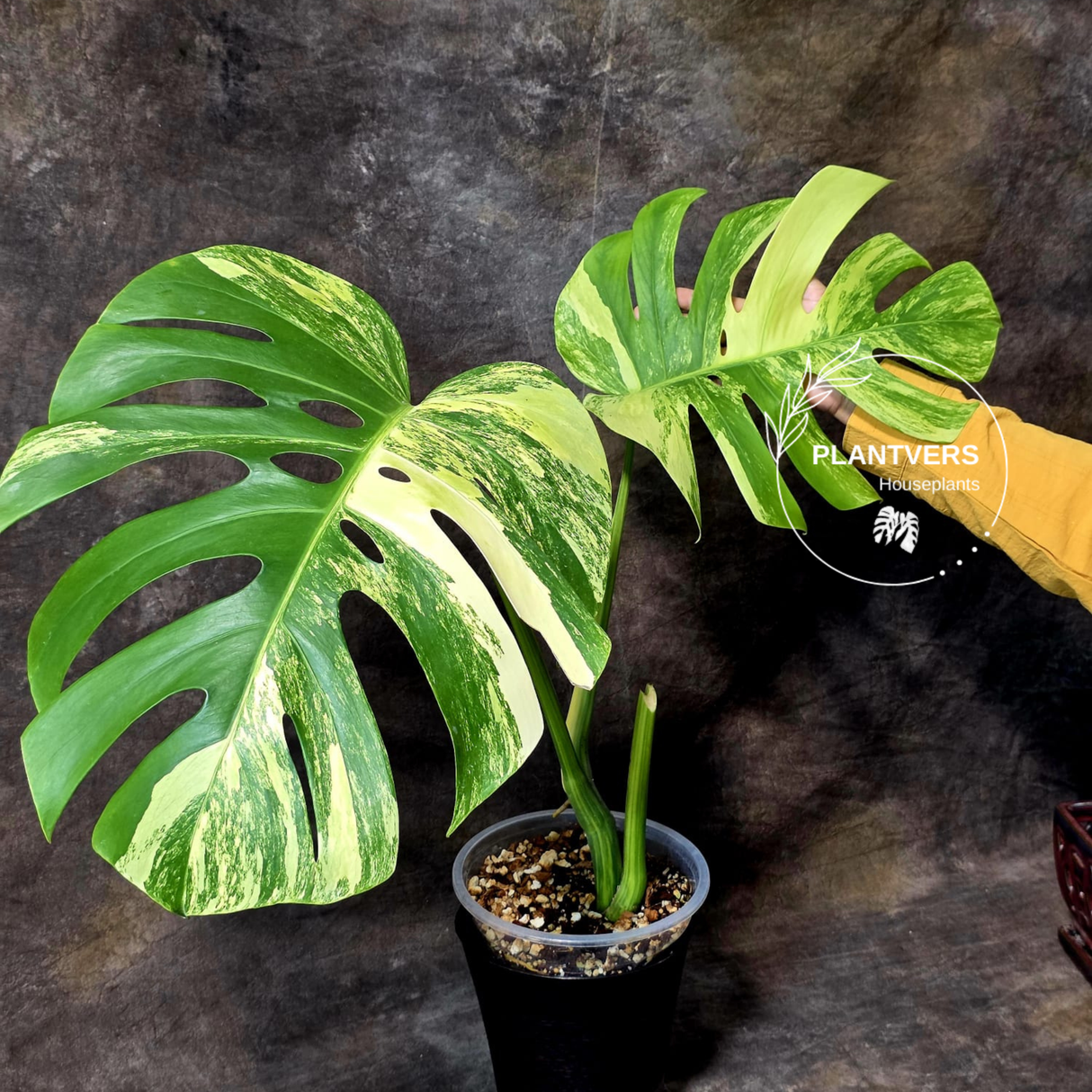 Monstera Aurea Plant