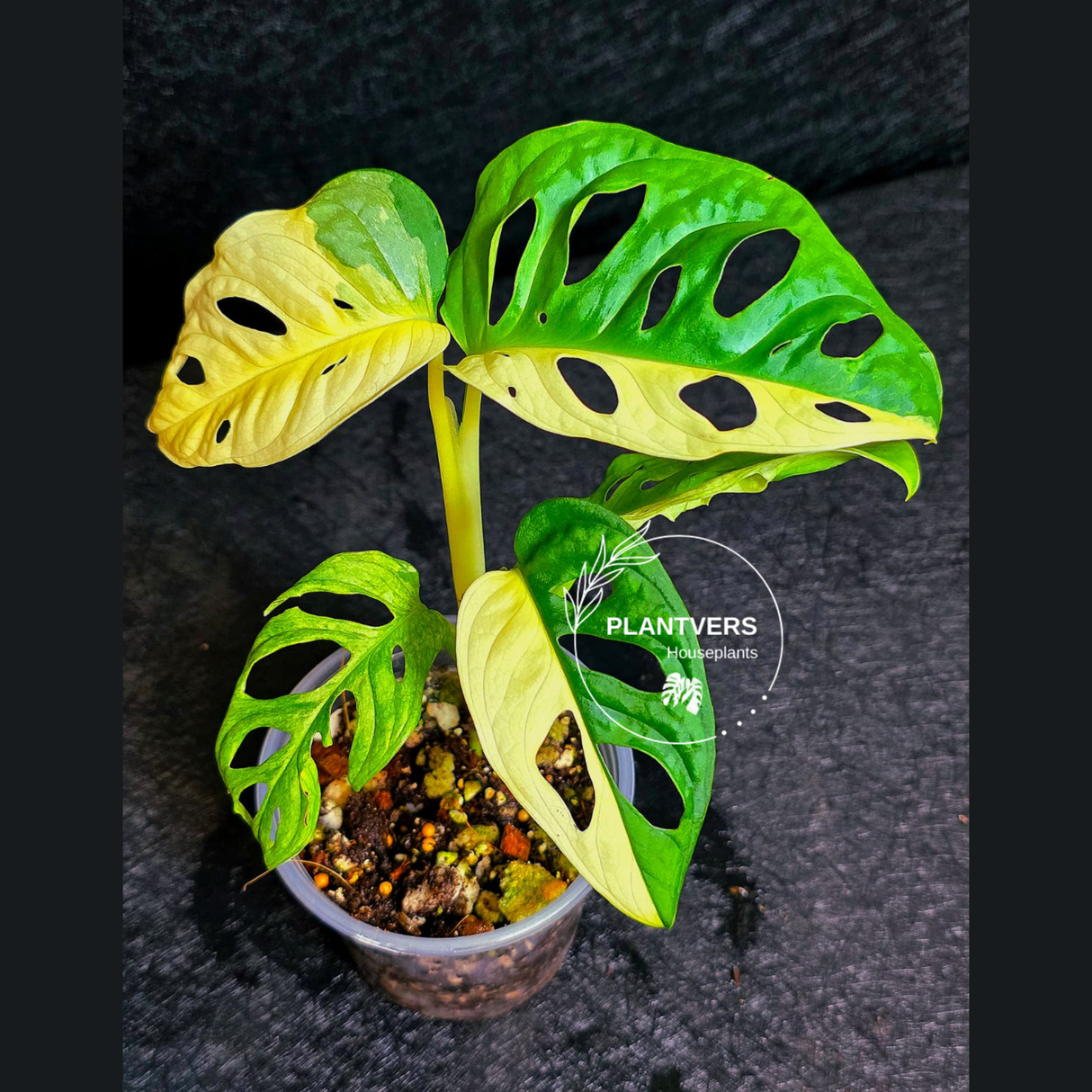 Monstera Adansonii Aurea Variegated - Swiss Cheese Plant - Exact Plant - US SELLER