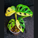Monstera Adansonii Aurea Variegated - Swiss Cheese Plant - Exact Plant - US SELLER