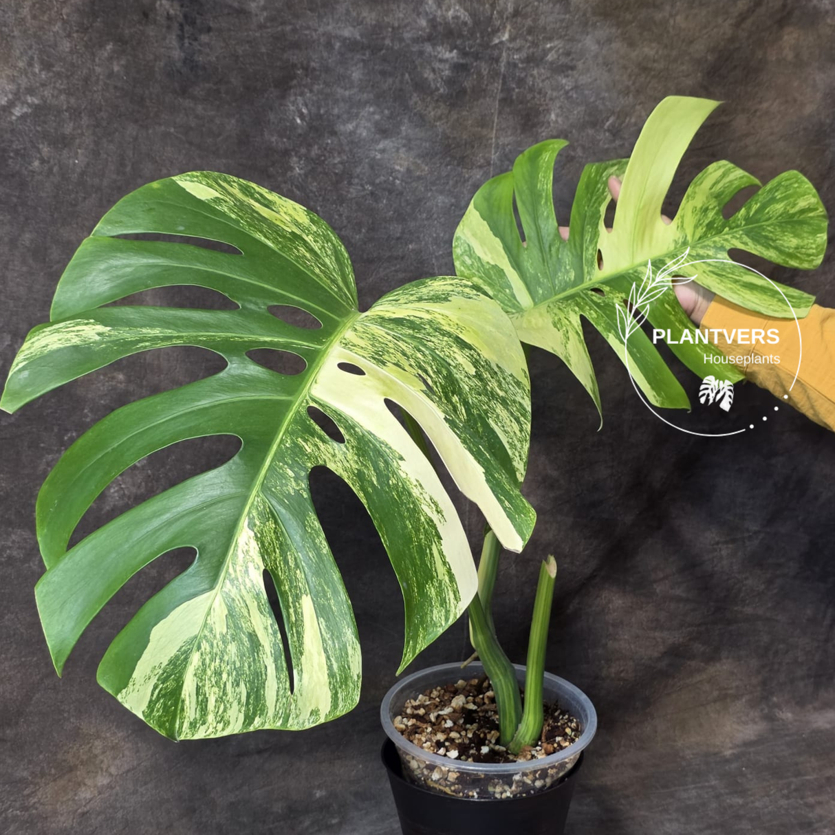 Monstera Aurea Variegated