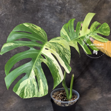 Monstera Aurea Variegated