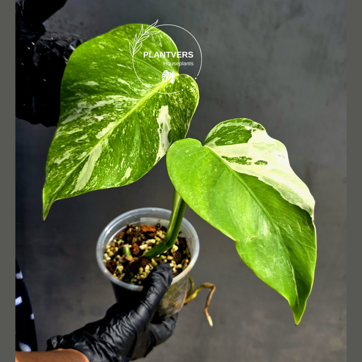 High Variegated Monstera Albo - Rare EXACT Plant - (May-17-62)