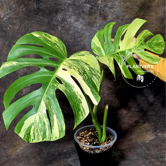 high-variegated Borsigiana 