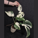 Variegated Monstera Albo - Rare Collector White Monstera Albo Borsigiana - EXACT Plant - US Seller
