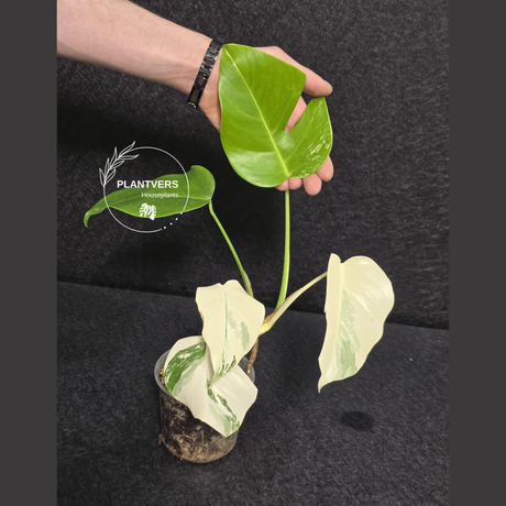 Variegated Monstera Albo - Rare White Monstera Borsigiana Albo Baby Leaf Plant - EXACT Plant - US Seller