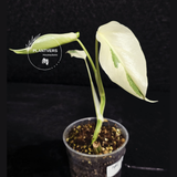 Variegated Monstera Albo - Rare EXACT Plant - (May-17-45)