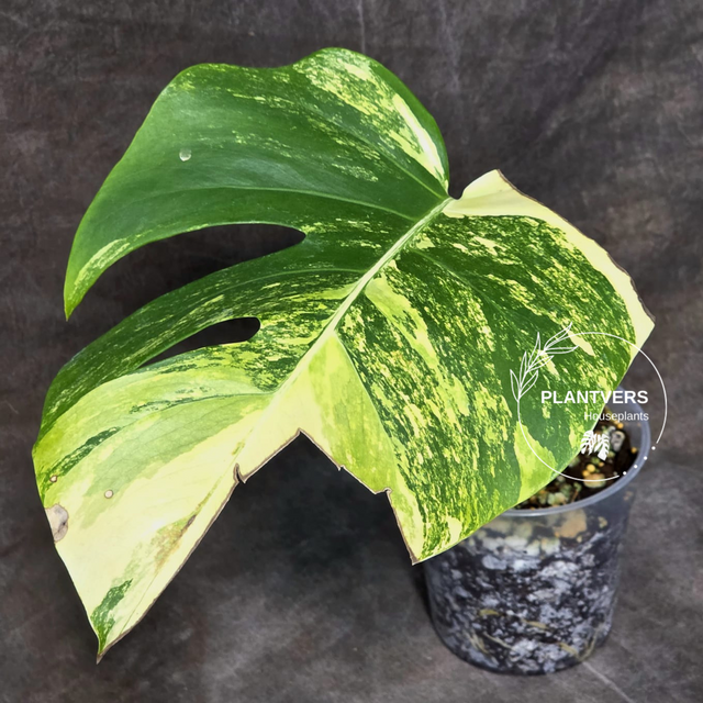 rare monstera indoor plant