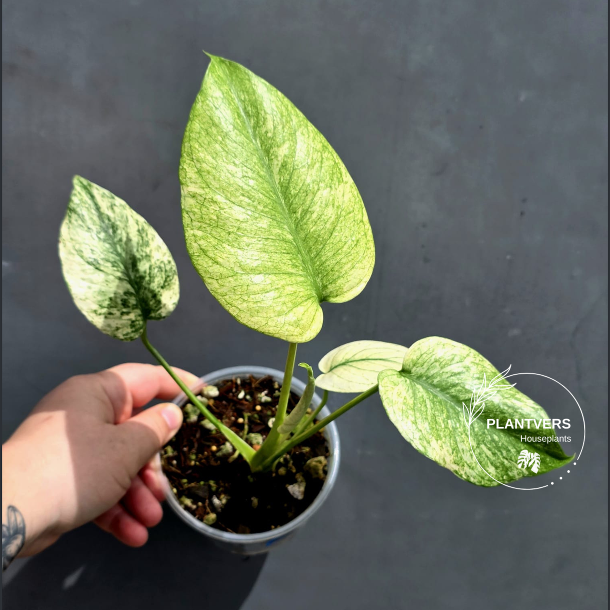 Variegated Monstera Mint Plant - Super Rare EXACT Plant - (May-21-9)