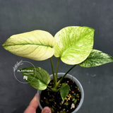 Variegated Monstera Mint Plant - Super Rare EXACT Plant - (May-21-10)