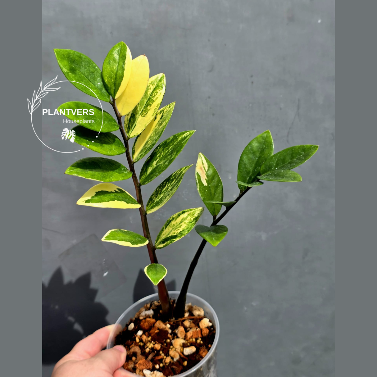 Variegated ZZ Zamioculcas Zamiifolia  Gold Live Plant - EXACT Same Plant -(May-21-100)