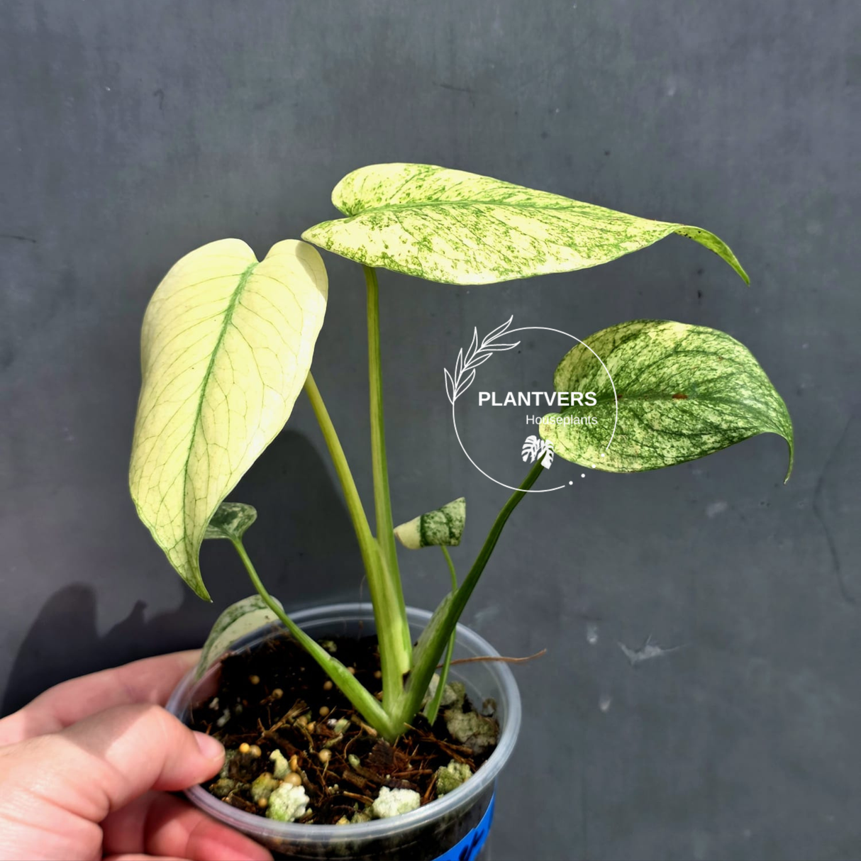 Variegated Monstera Mint Plant - Super Rare EXACT Plant - (May-21-13)
