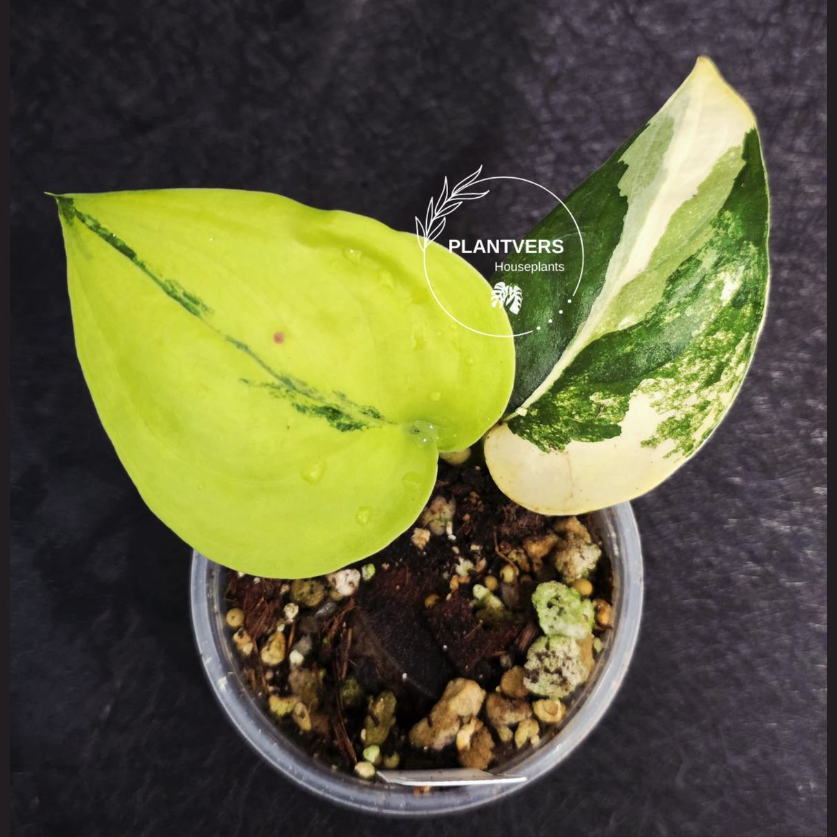 rare houseplant
