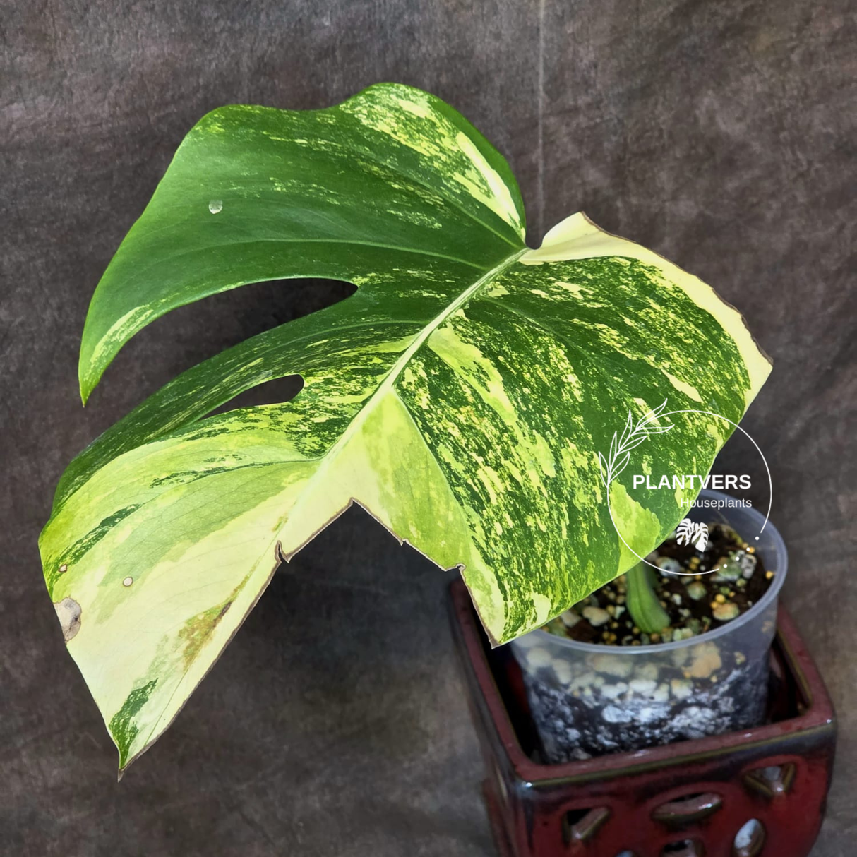Monstera Aurea Variegated Borsigiana in a Nursery Pot - Monstera Marmota Single Leaf Exact Plant - US Seller