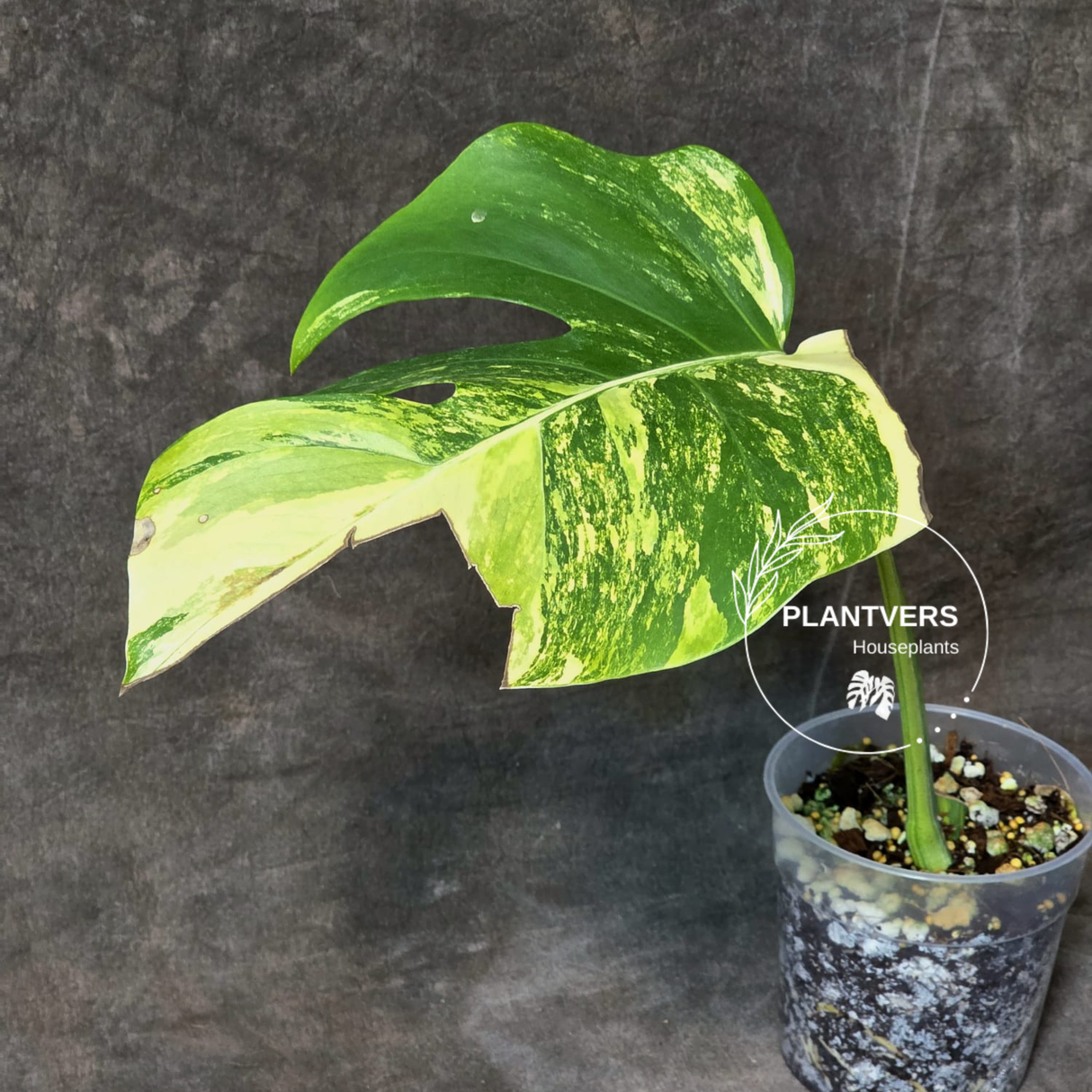 
Monstera Aurea, Variegated Monstera