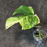 
Monstera Aurea, Variegated Monstera