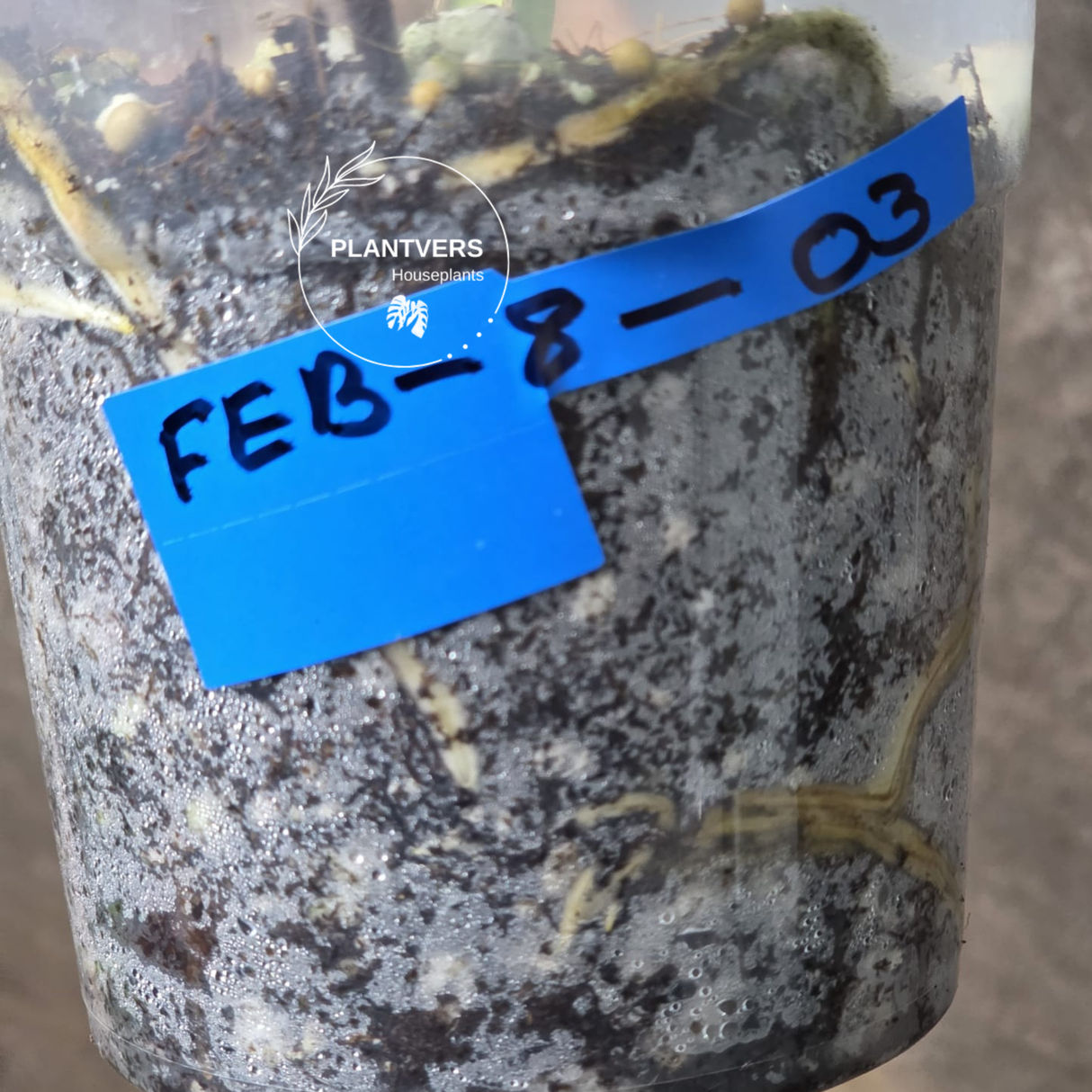 Monstera Aurea Potted plant