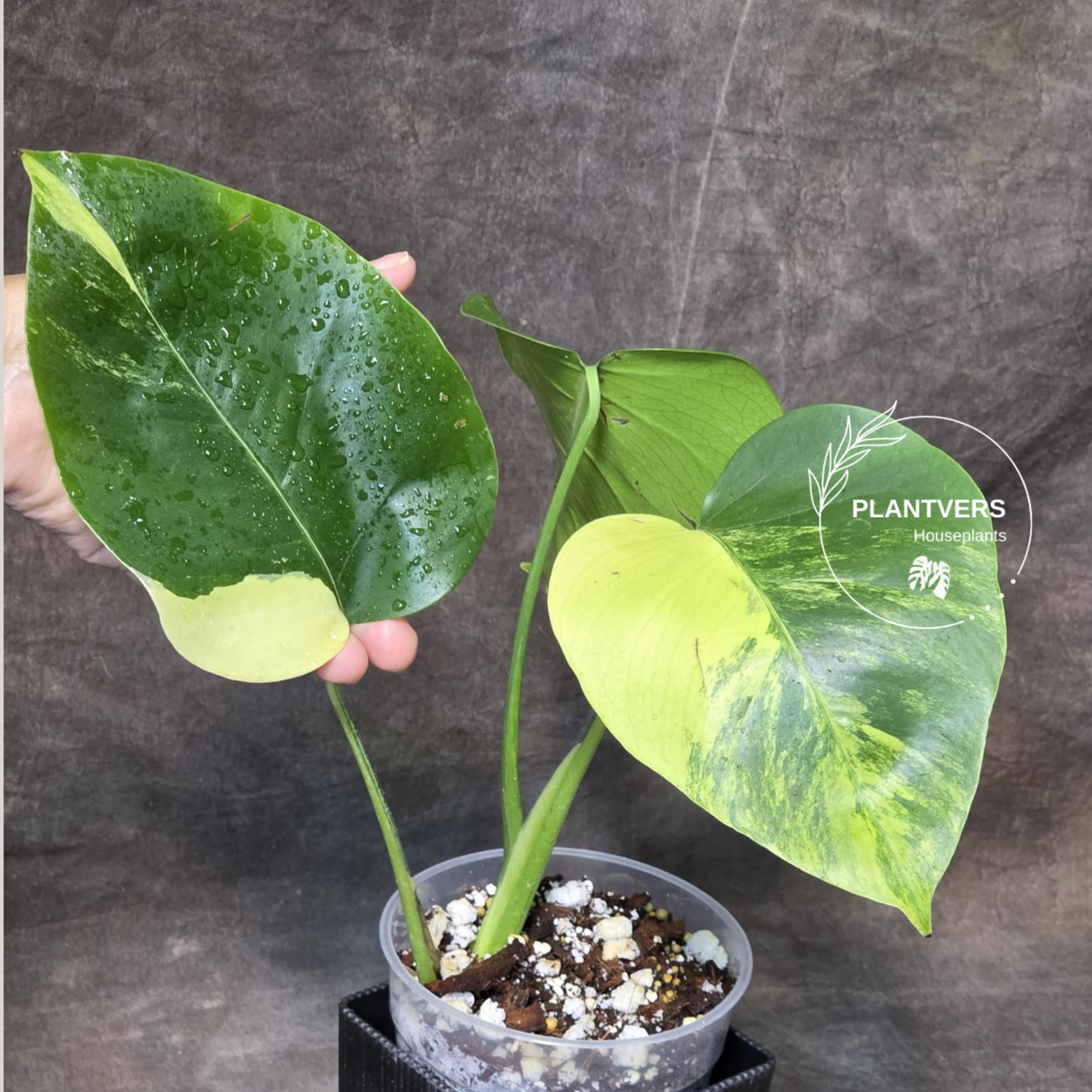 Monstera Aurea Variegated