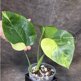 Monstera Aurea Variegated