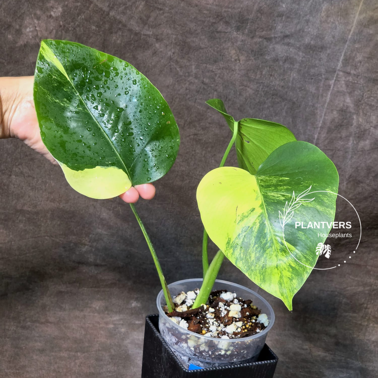 Variegated Borsigiana 