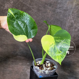 Variegated Borsigiana 