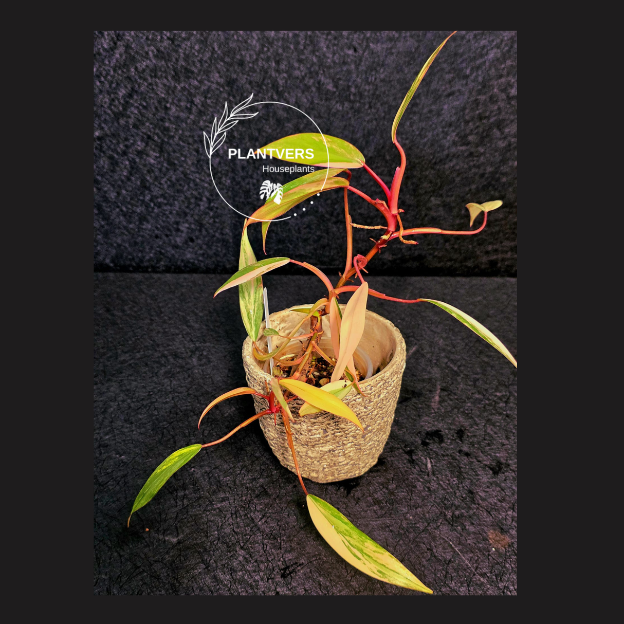  Strawberry Shake Live Plant 