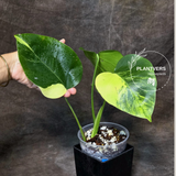 Monstera Aurea Plant