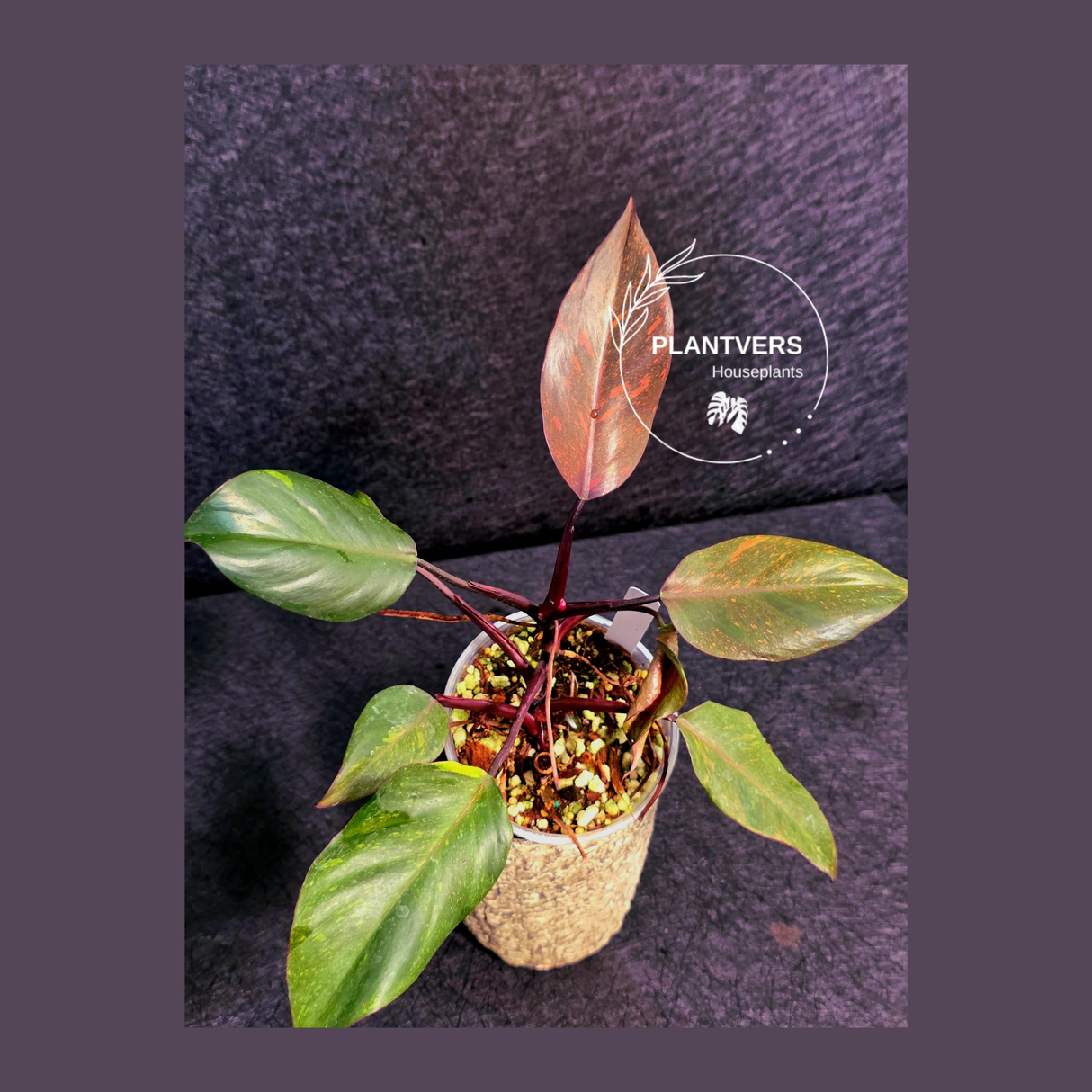 collector plant
