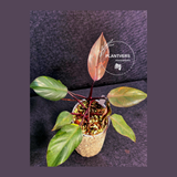 collector plant
