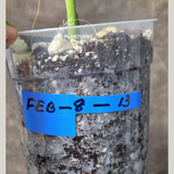 Monstera Aurea Potted Plant