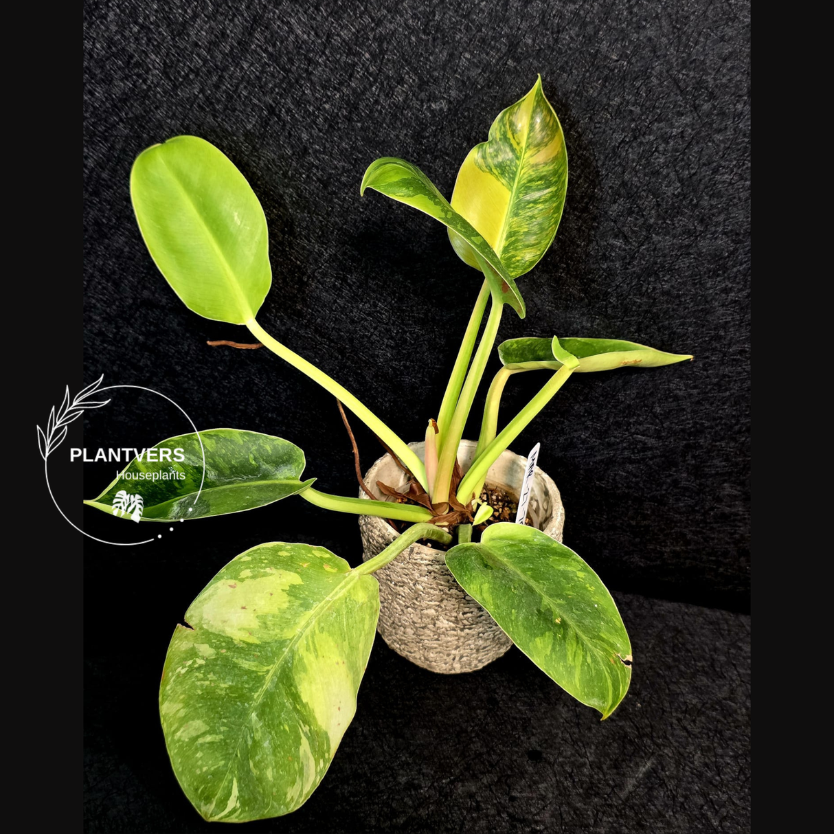 Rare Philodendron
