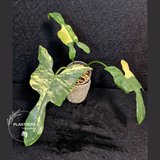 Variegated Plant