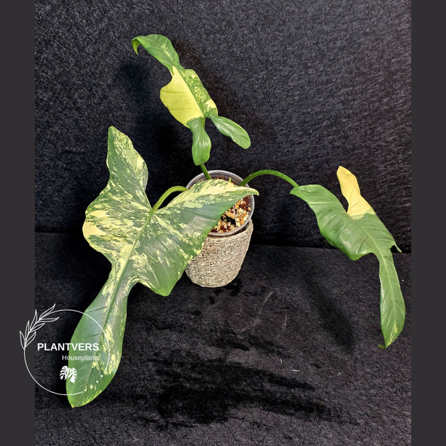 Variegated Plant