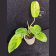 Rare Philodendron