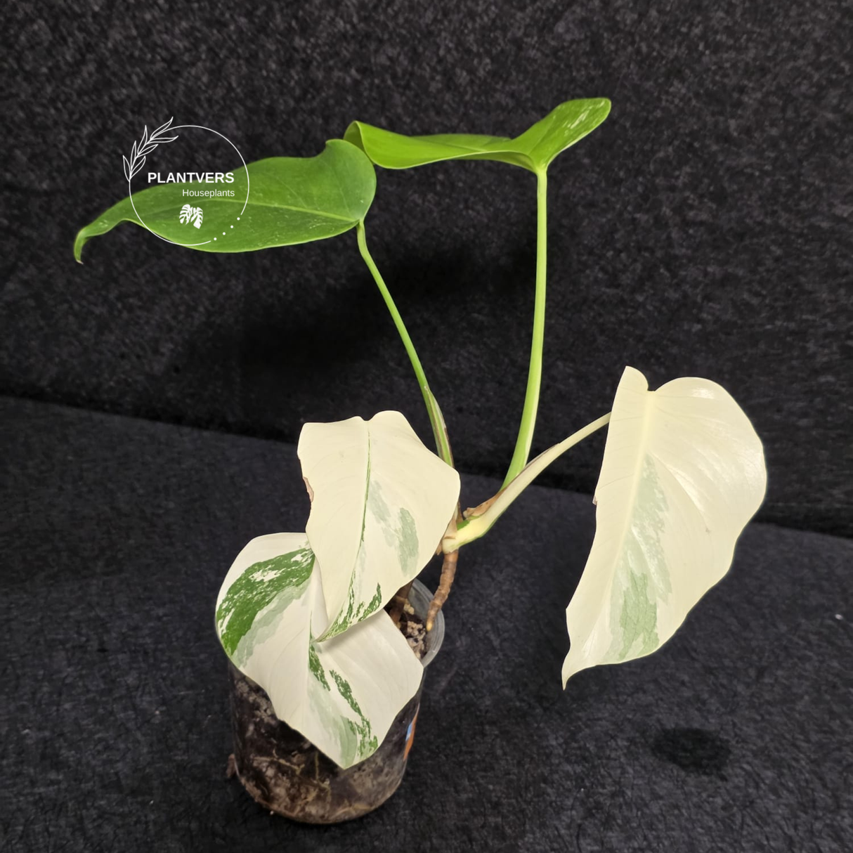 Variegated Monstera Albo - Rare White Monstera Borsigiana Albo Baby Leaf Plant - EXACT Plant - US Seller