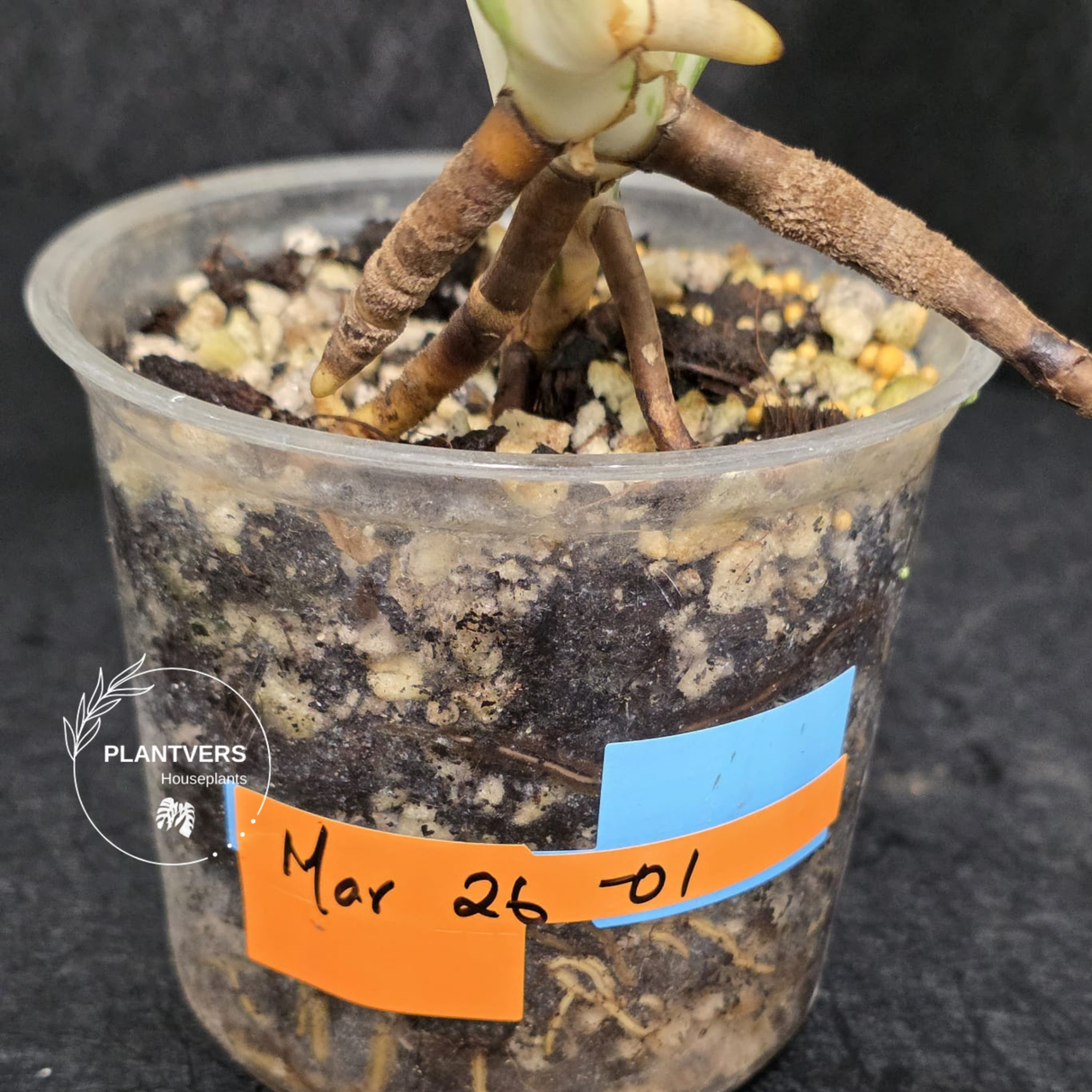 Variegated Monstera Albo - Rare White Monstera Borsigiana Albo Baby Leaf Plant - EXACT Plant - US Seller
