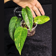 variegated pinnatum