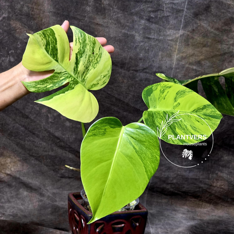 Monstera Aurea Variegated Plant