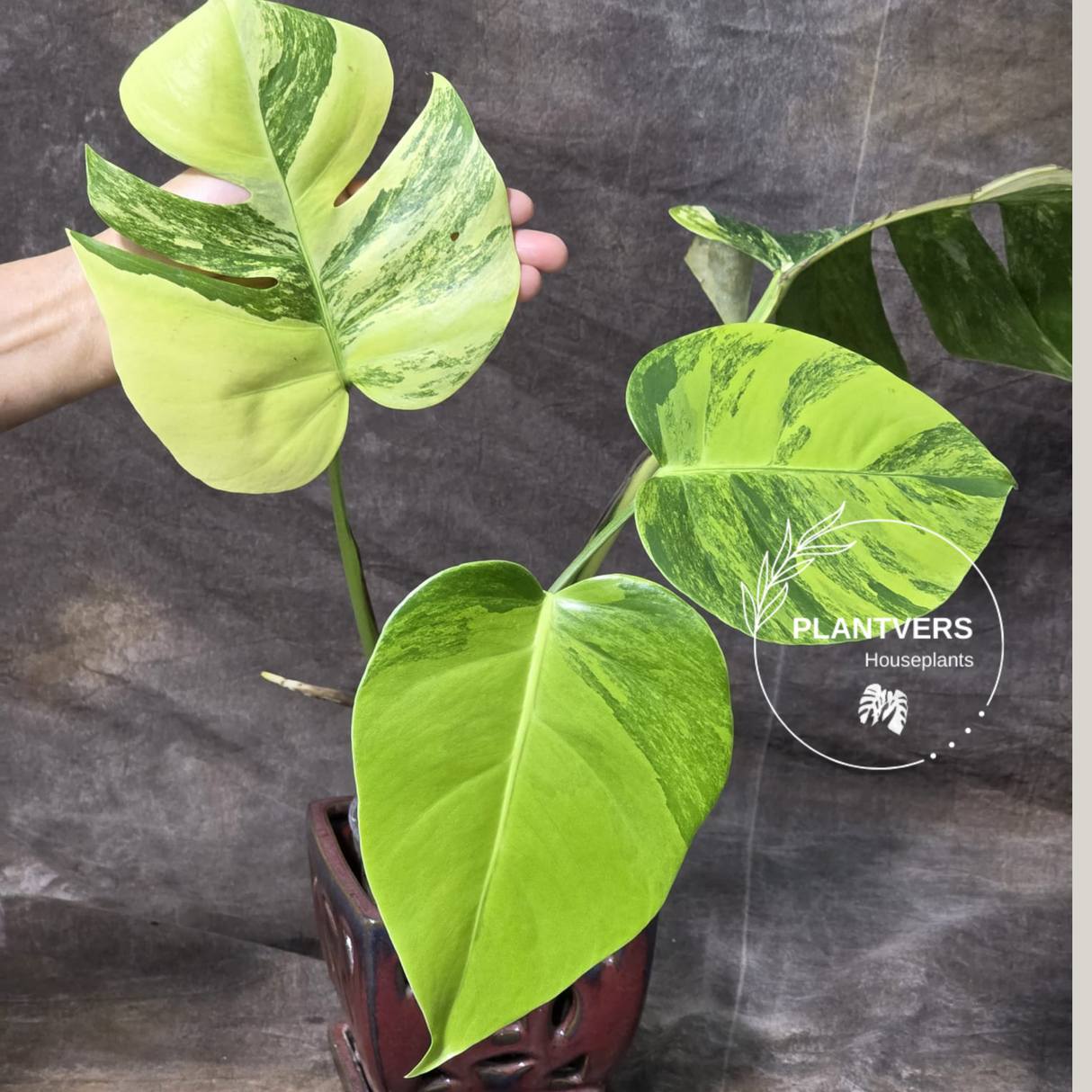 Variegated Borsigiana