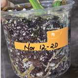 Monstera Marmota Potted Plant