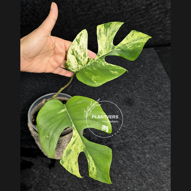 Variegated tetrasper