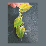 Variegated Philodendron Mican Aurea in a Nursery Pot - Rare Collector Plant - EXACT Plant - US SELLER
