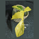 Variegated Philodendron Florida Beauty in a Nursery Pot - Rare Collector Plant - Exact Plant - US Seller