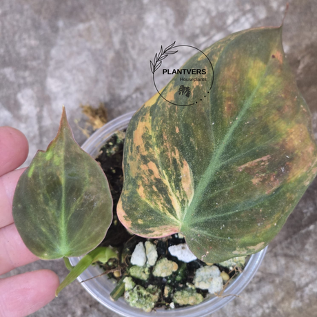Variegated Philodendron Mican Aurea in a Nursery Pot - Rare Collector Plant - EXACT Plant - US SELLER
