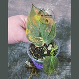 Variegated Philodendron Mican Aurea in a Nursery Pot - Rare Collector Plant - EXACT Plant - US SELLER