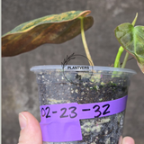 Variegated Philodendron Mican Aurea in a Nursery Pot - Rare Collector Plant - EXACT Plant - US SELLER