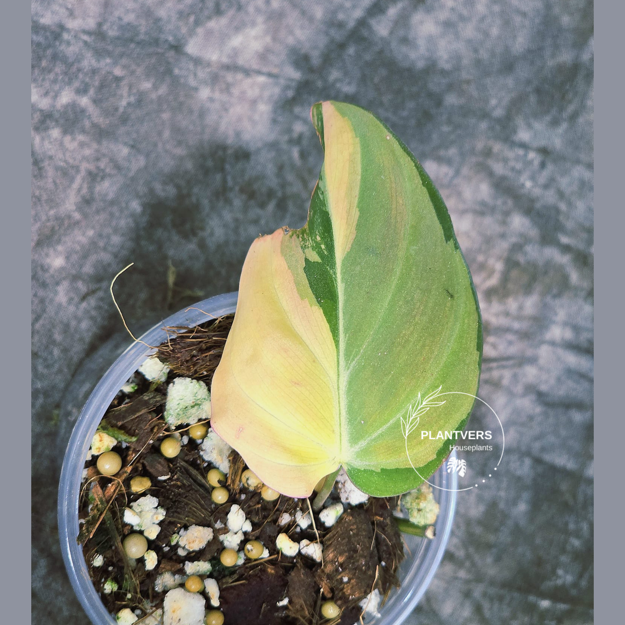 Variegated Philodendron Mican Aurea in a Nursery Pot - Rare Collector Plant - EXACT Plant - US SELLER