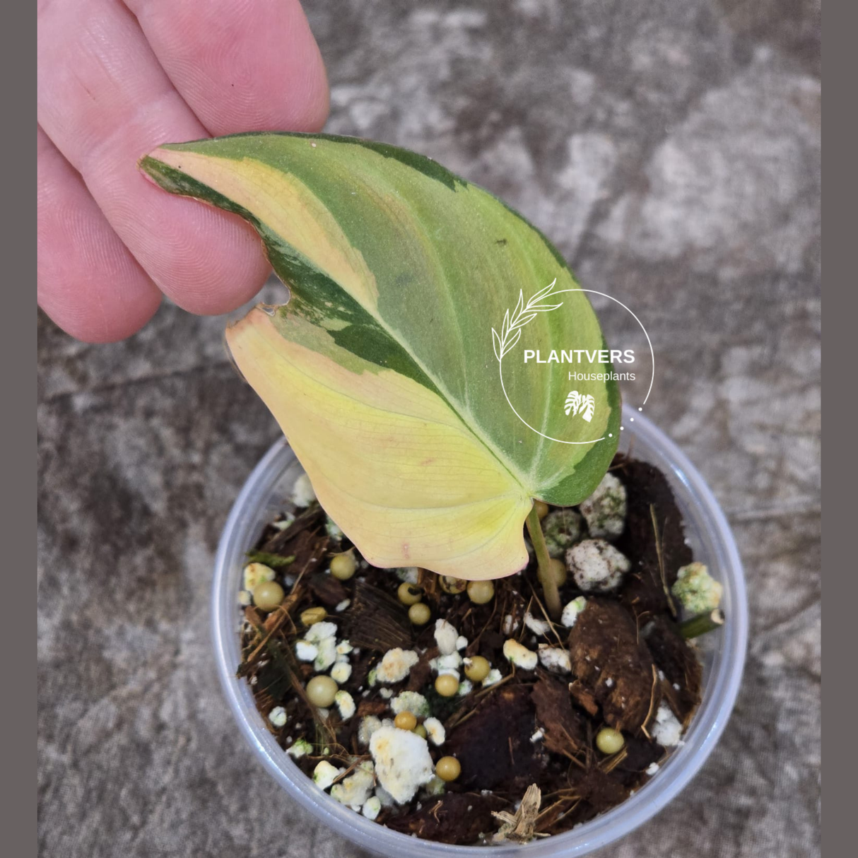 Variegated Philodendron Mican Aurea in a Nursery Pot - Rare Collector Plant - EXACT Plant - US SELLER