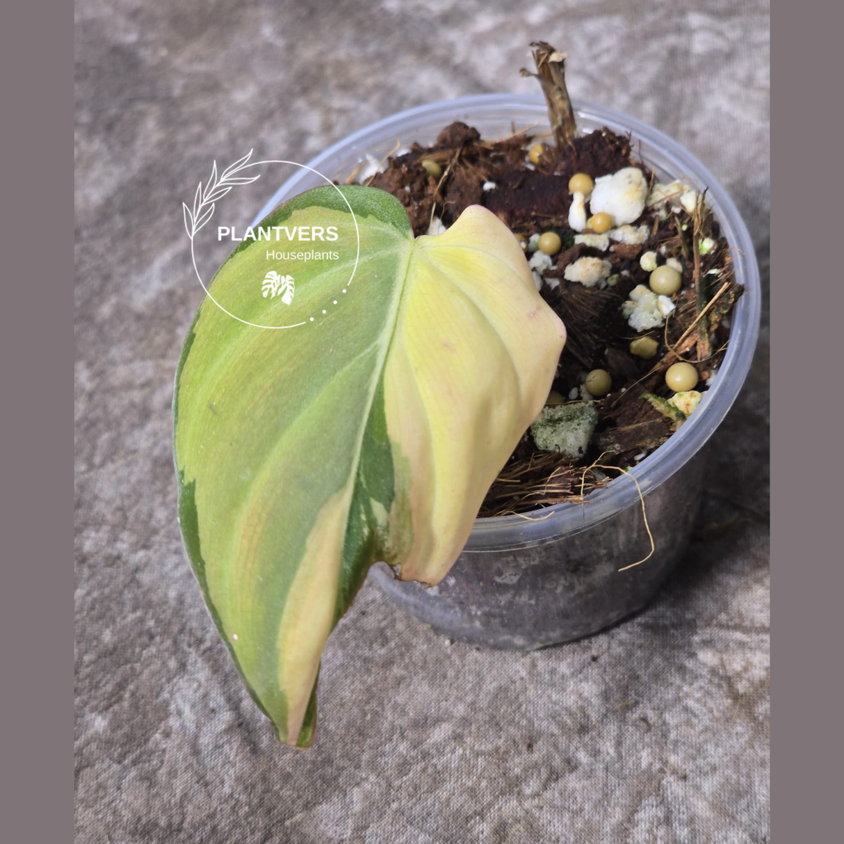 Variegated Philodendron Mican Aurea in a Nursery Pot - Rare Collector Plant - EXACT Plant - US SELLER