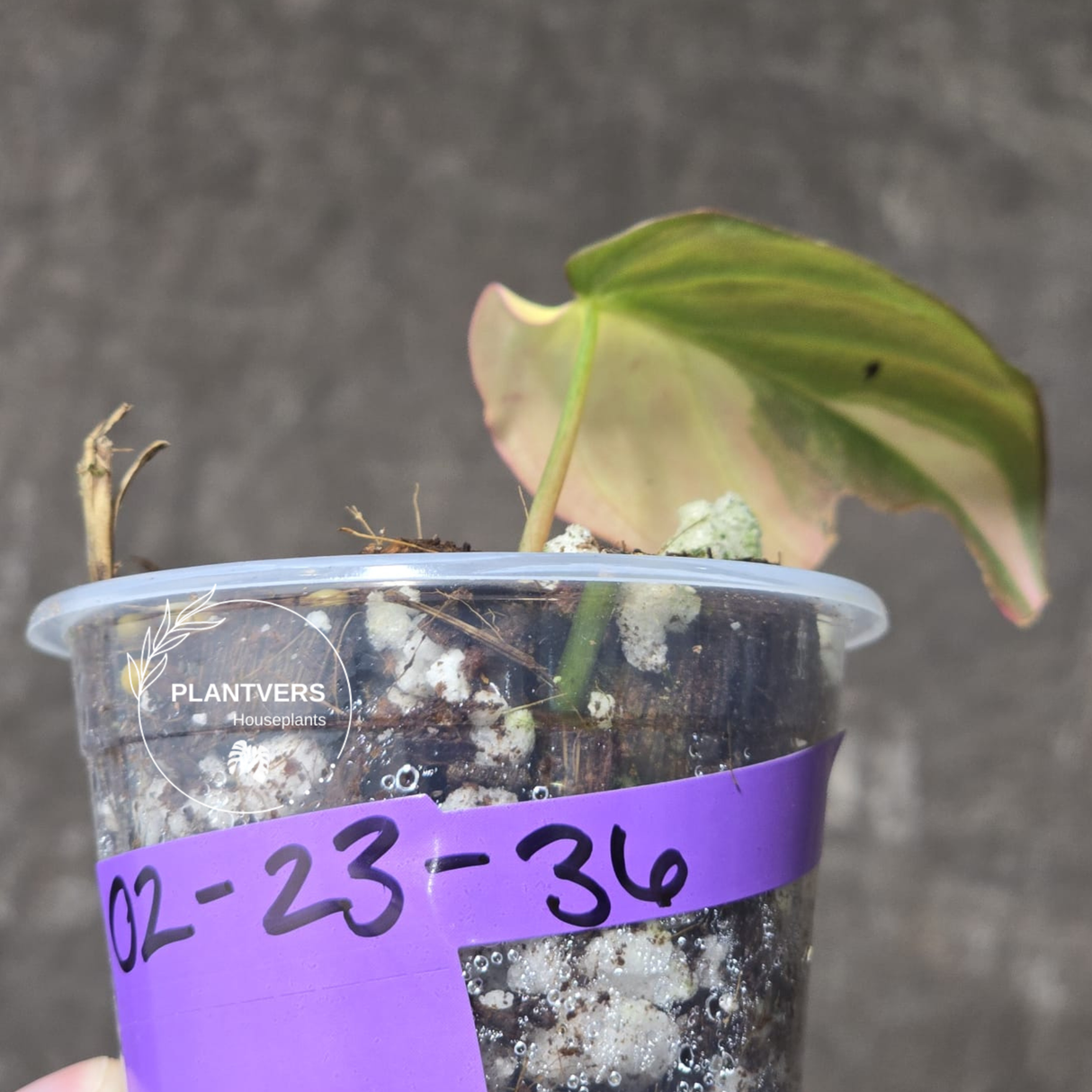 Variegated Philodendron Mican Aurea in a Nursery Pot - Rare Collector Plant - EXACT Plant - US SELLER